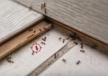 Ants are seen infesting a home. Albert's Termite and Pest Control is an exterminator in East Peoria IL