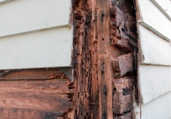 Signs of a termite infestation are seen. Albert's Termite & Pest Control is a Termite Exterminator in East Peoria IL. 