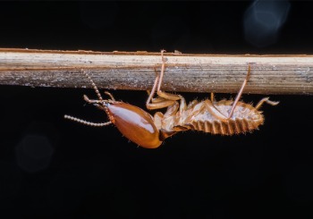 A closeup of a termite, ready to be killed during Termite Treatment in Peoria IL