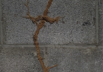A mud tube is seen on a house's foundation. Albert's Termite & Pest Control offers Termite Inspection in East Peoria IL.