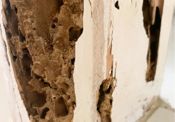 Termite damage is seen in a house. Albert's Pest Control performs inspections and treatments as a Termite Company in Peoria IL. 