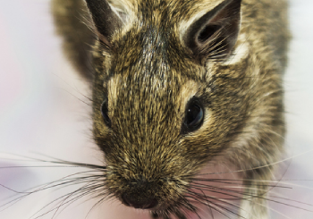 A mouse is seen. Albert's Termite & Pest Control is a Mouse Exterminator in Peoria IL.