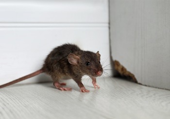 A mouse is seen in a house. Albert's Termite & Pest Control is a Mouse Exterminator.