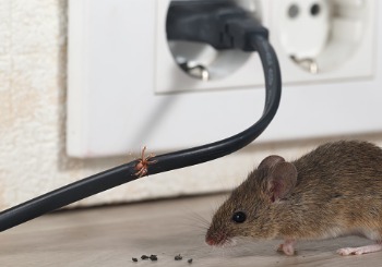A mouse is seen in a home. Albert's offers pest and rodent control near you.