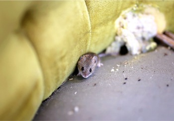 A mouse is seen in a piece of upholstered furniture. Albert's perfoms pest and rodent control in East Peoria IL.