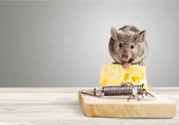 A mouse is seen on a trap. Albert's provides pest and rodent control.