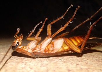 A dead roach is seen. Albert's Termite & Pest Control is a Peoria exterminator.