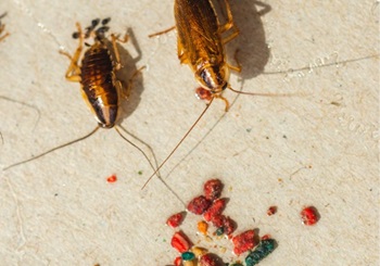 Roaches are seen ingesting bait. Albert's Termite & Pest Control is one of the area's top Peoria Pest Control Companies.