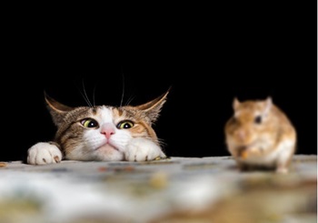 A cat is seen watching a mouse. Albert's Termite & Pest Control provides Peoria pest control services.