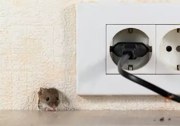 A mouse is seen inside a house. Albert's Termite & Pest Control in Peoria is the best mice exterminator near you.
