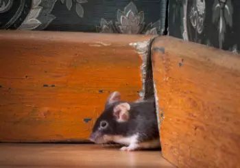 A mouse is seen inside a house. Albert's Termite & Pest Control is a mice exterminator.