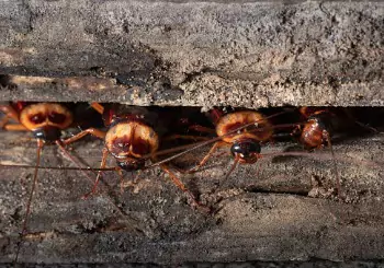 Termites are seen crawling between two boards. If you're asking, "How to get rid of pests in my home?" call Albert's Termite & Pest Control in Peoria.
