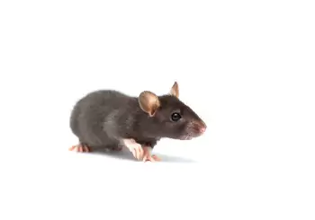 A mouse is seen on a white background. If you're wondering "How To Get Rid of Mice?" ask Albert's Termite & Pest Control in Peoria.