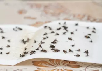 Bugs are seen on a sticky trap. What's the best home remedy for bugs? Albert's Termite & Pest Control.