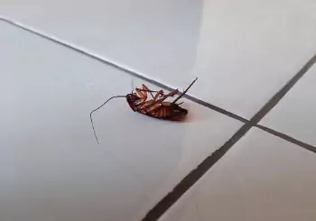 An dead cockroach is seen. Albert’s Termite & Pest Control is a Cockroach Exterminator.